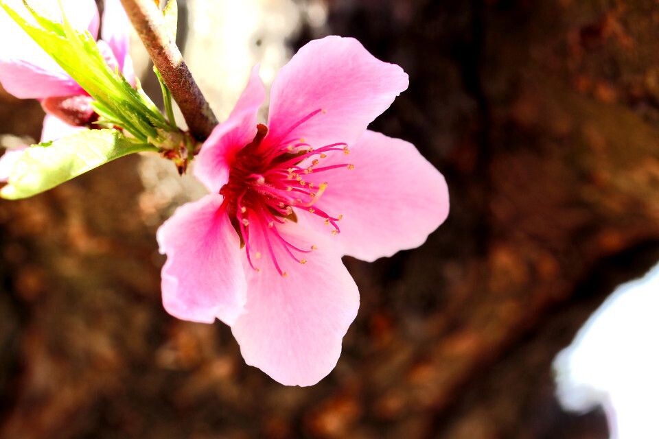 IMG_花005<br />
