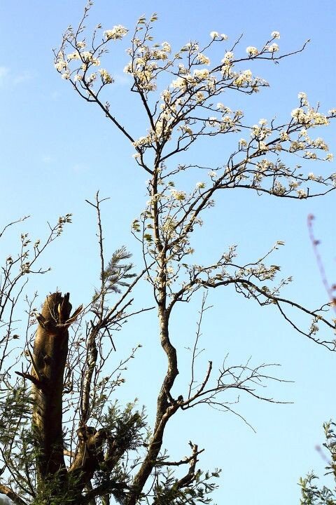 IMG_花006<br />
