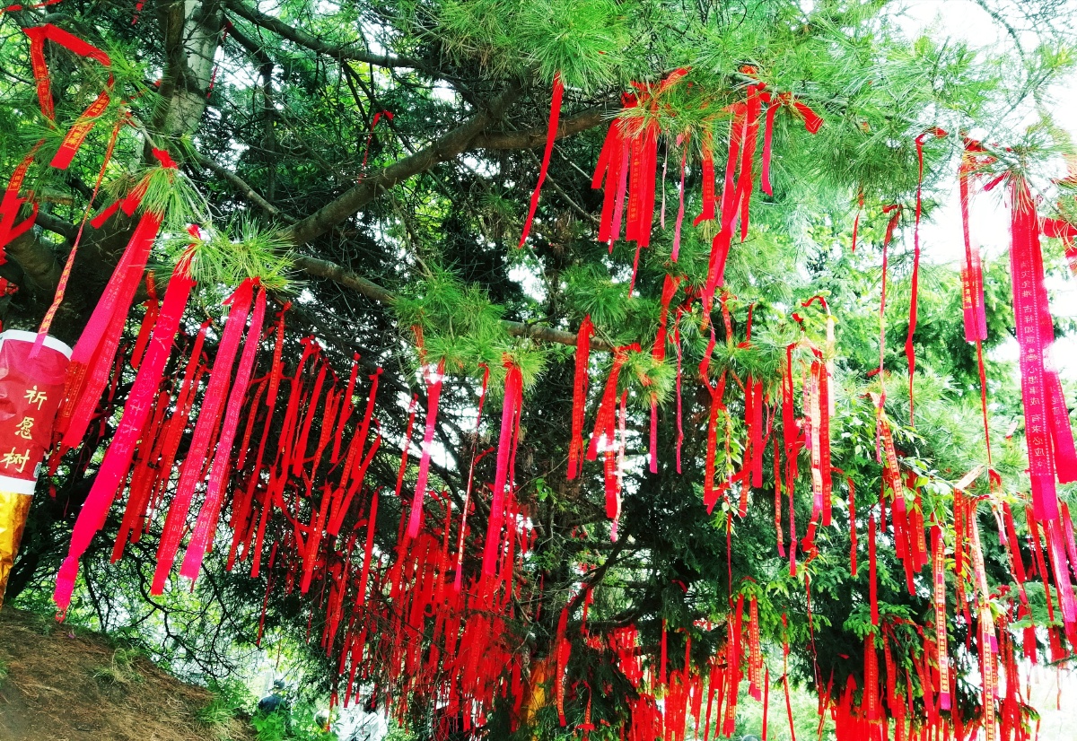 这是贵清山旅游风景区的一颗许愿树.