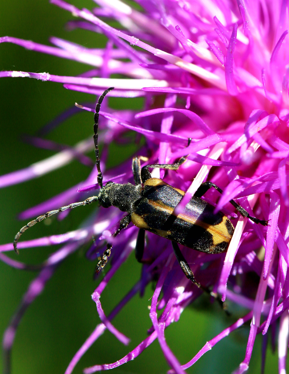 小林云 - 图虫网 - 优质摄影师交流社区