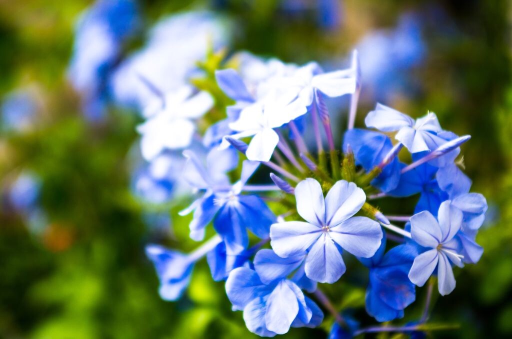 不知名的花,甚是好看