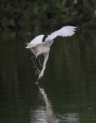 _LYY0950