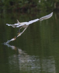 _LYY0951