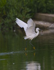 _LYY0957