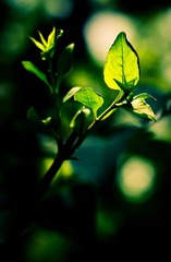 芽