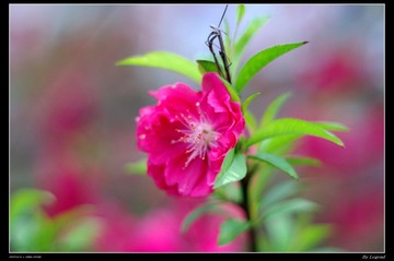 桃花3