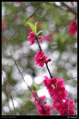 桃花4