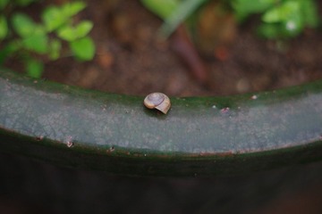 蜗牛
