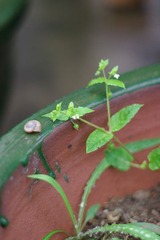 蜗牛2