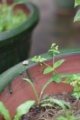 蜗牛3