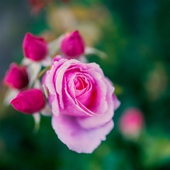 “_DSC4729”为智能对象-1 拷贝