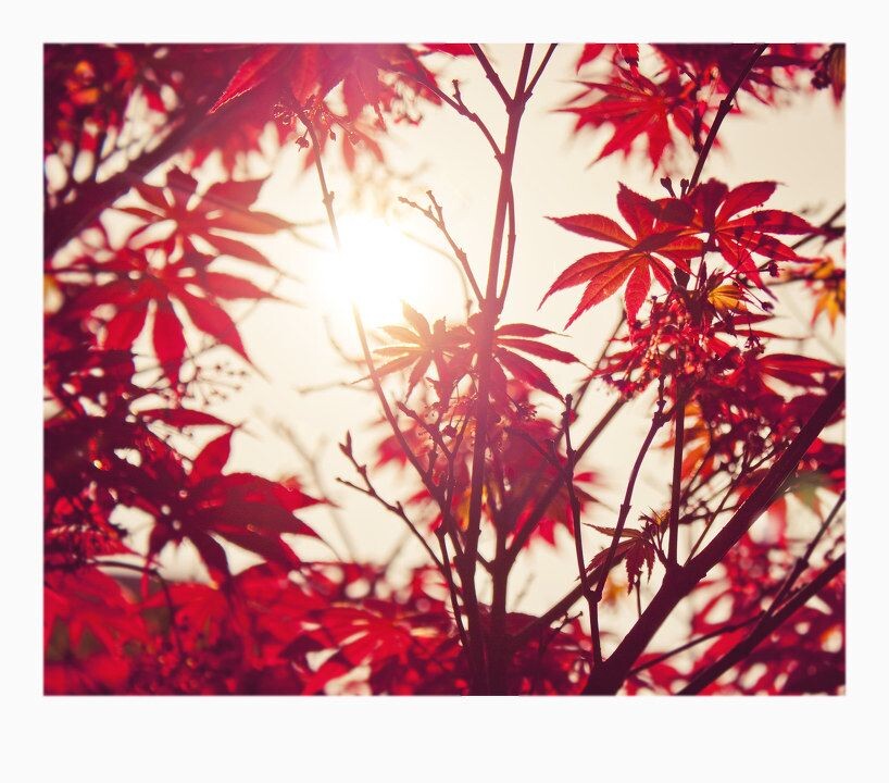 晨光<br />
南方~~可不可以不那么热