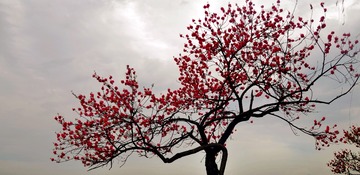 DSC_8816 - 