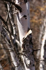 IMG_4847.JPG