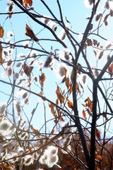 IMG_5036.JPG