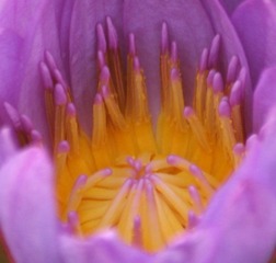 花心