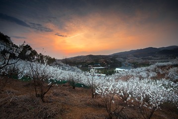 花间夕照