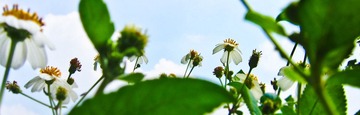 清明时节的小花