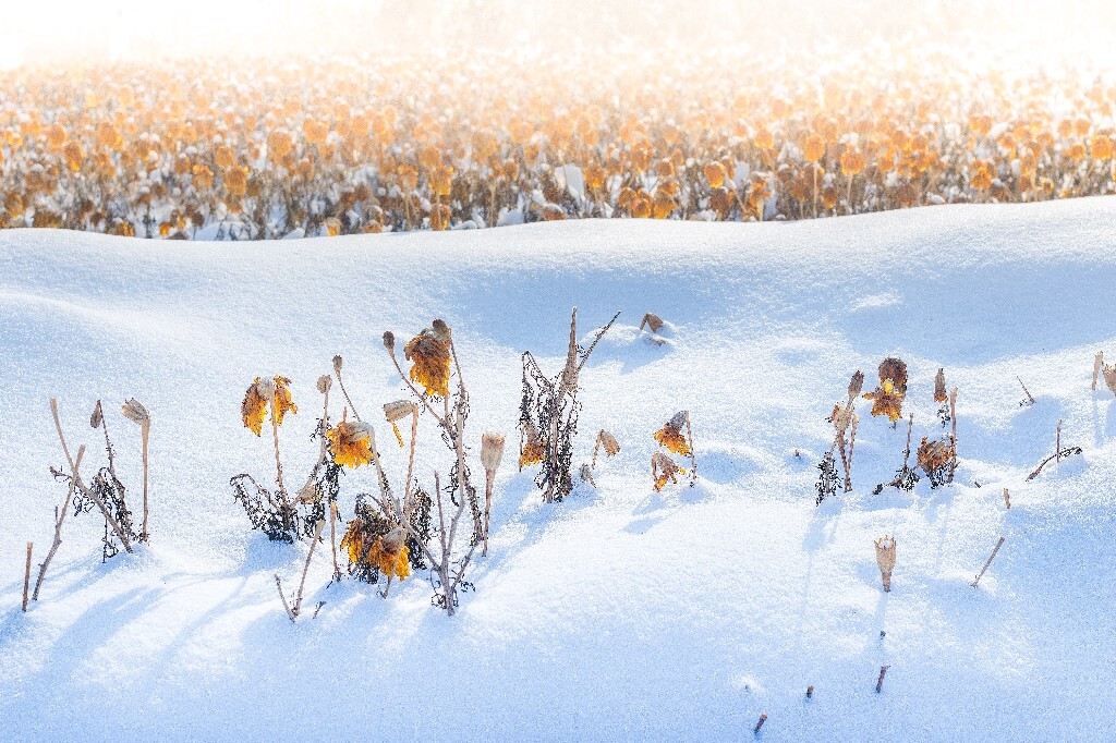 不知道名字的小花在枯萎后却依然坚挺在皑皑白雪中，暖暖的阳光折射过来让人顿时觉得这个冬天也没有那么冷。