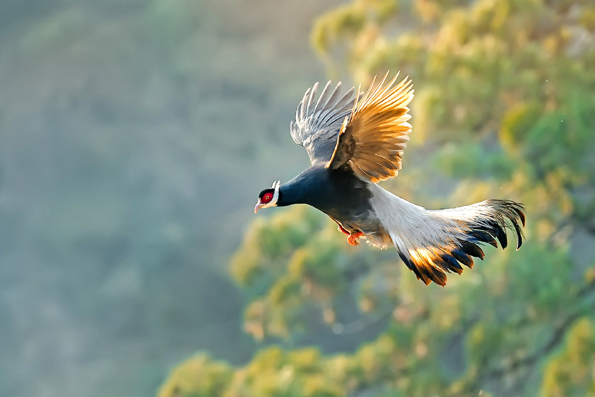 225743 - 我歌月徘徊