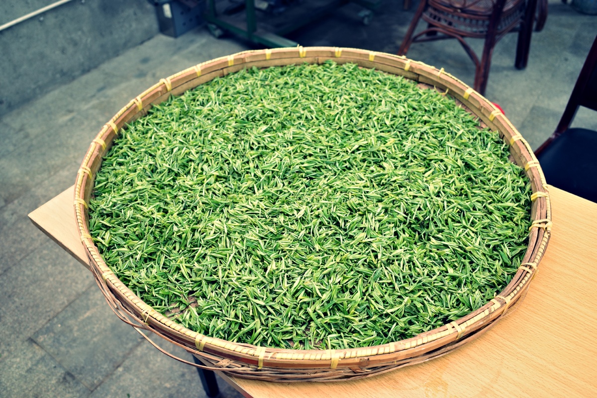 苏州太湖西山岛碧螺春茶叶