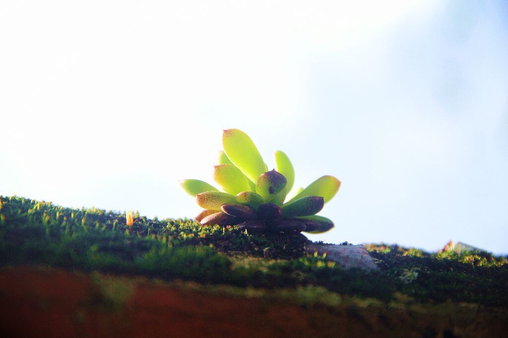 蓝莲花，哈哈哈