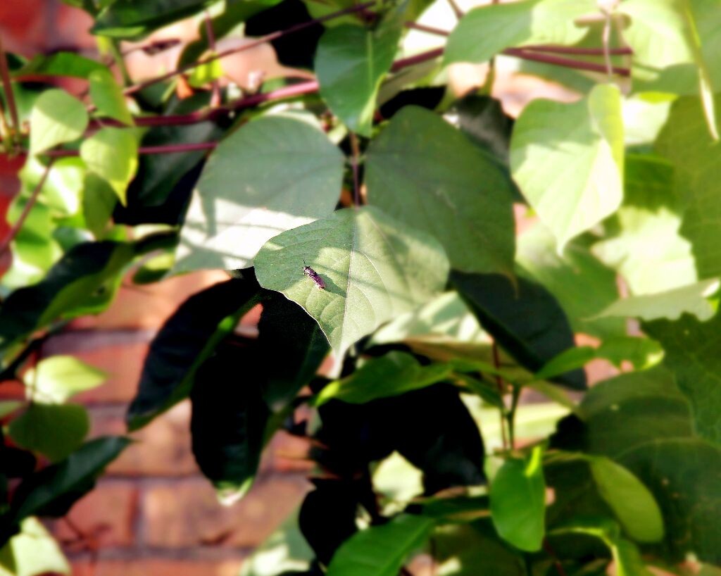 树豆叶上的果蝇？还是甲虫？