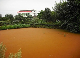 一池黄水
