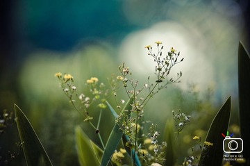 DSC_607s6