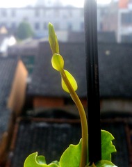 2015852