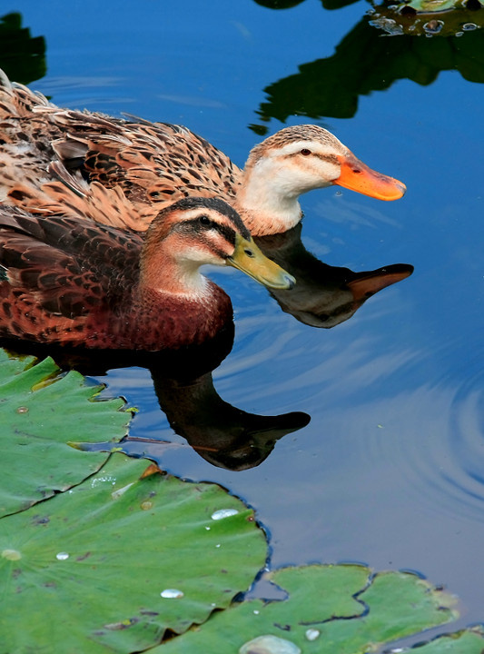 荷塘池鸭 br /> (鸭子戏荷叶)