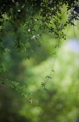 春