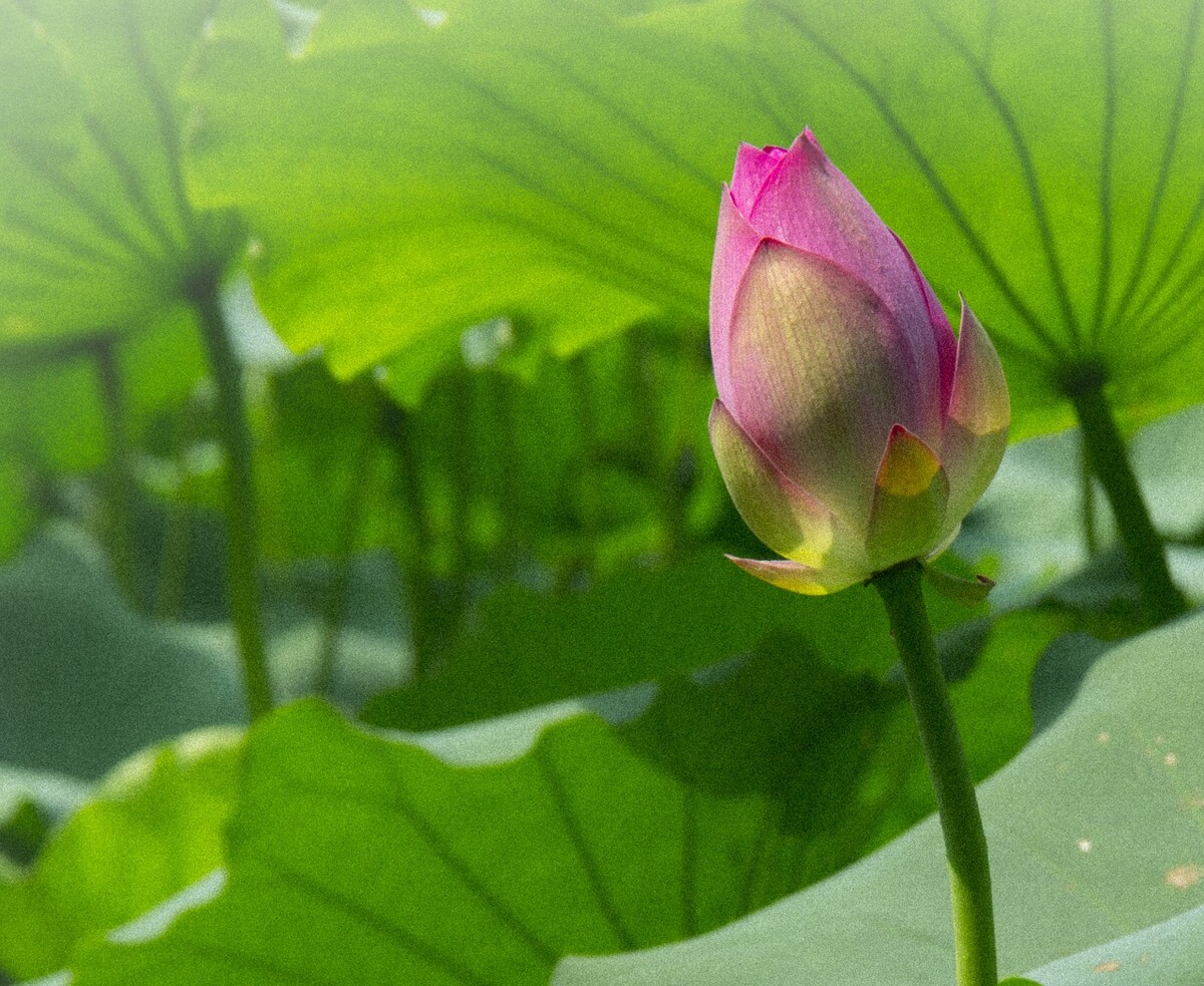 大叔教我如何构图，大妈教我摄影角度，但我更喜欢色彩的碰撞。