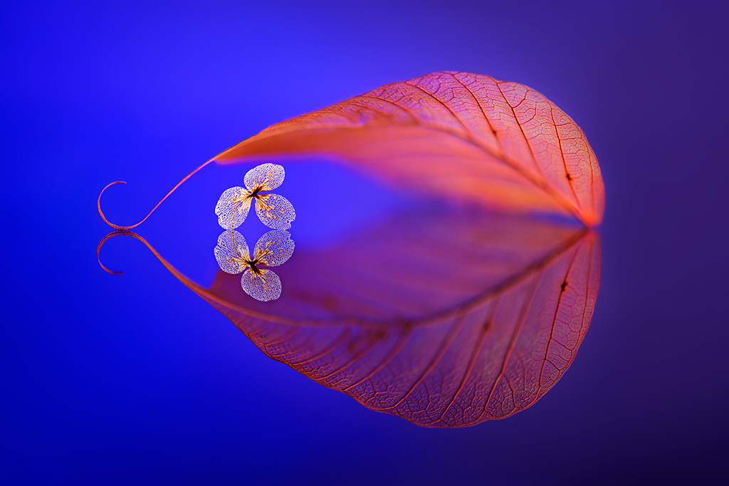 彼岸花flowerinheaven