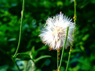 20120813450