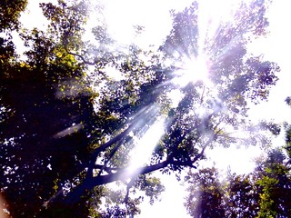 20120815490