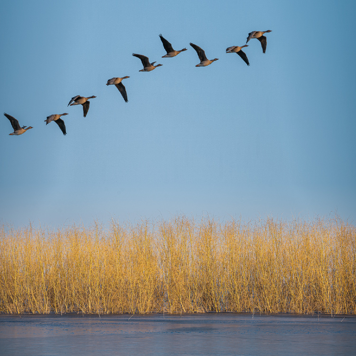 河北省邯郸市磁县溢泉湖湿地公园大雁