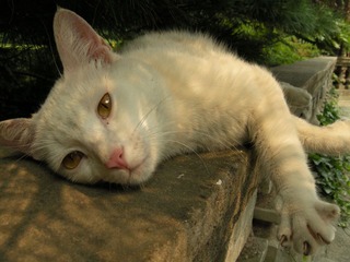 很抚魅的猫