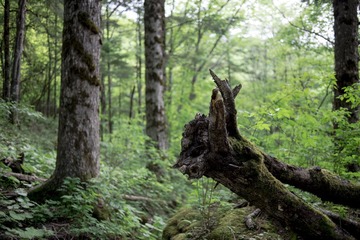 DSC_41241.jpg