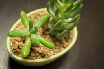 DSC_5238.jpg