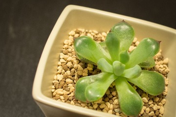 DSC_5246.jpg