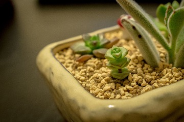 DSC_5272.jpg
