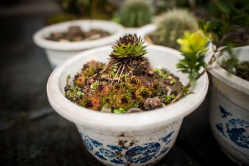 _DSC9939