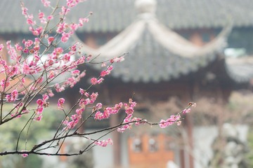 _DSC0033
