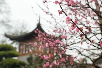 _DSC0040