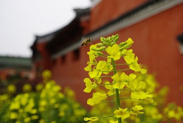 油菜花开