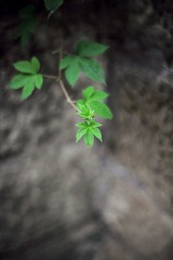 IMG_4475.jpg