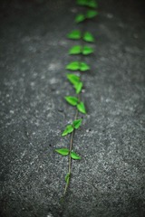 IMG_9496.jpg