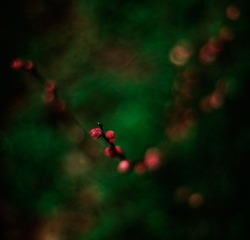 IMG_7141.jpg