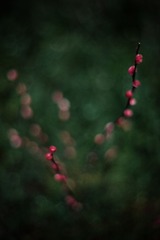 IMG_7118.jpg